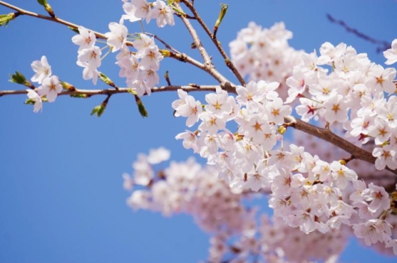 就職祝いや進学祝いに。門出を祝う縁起物。