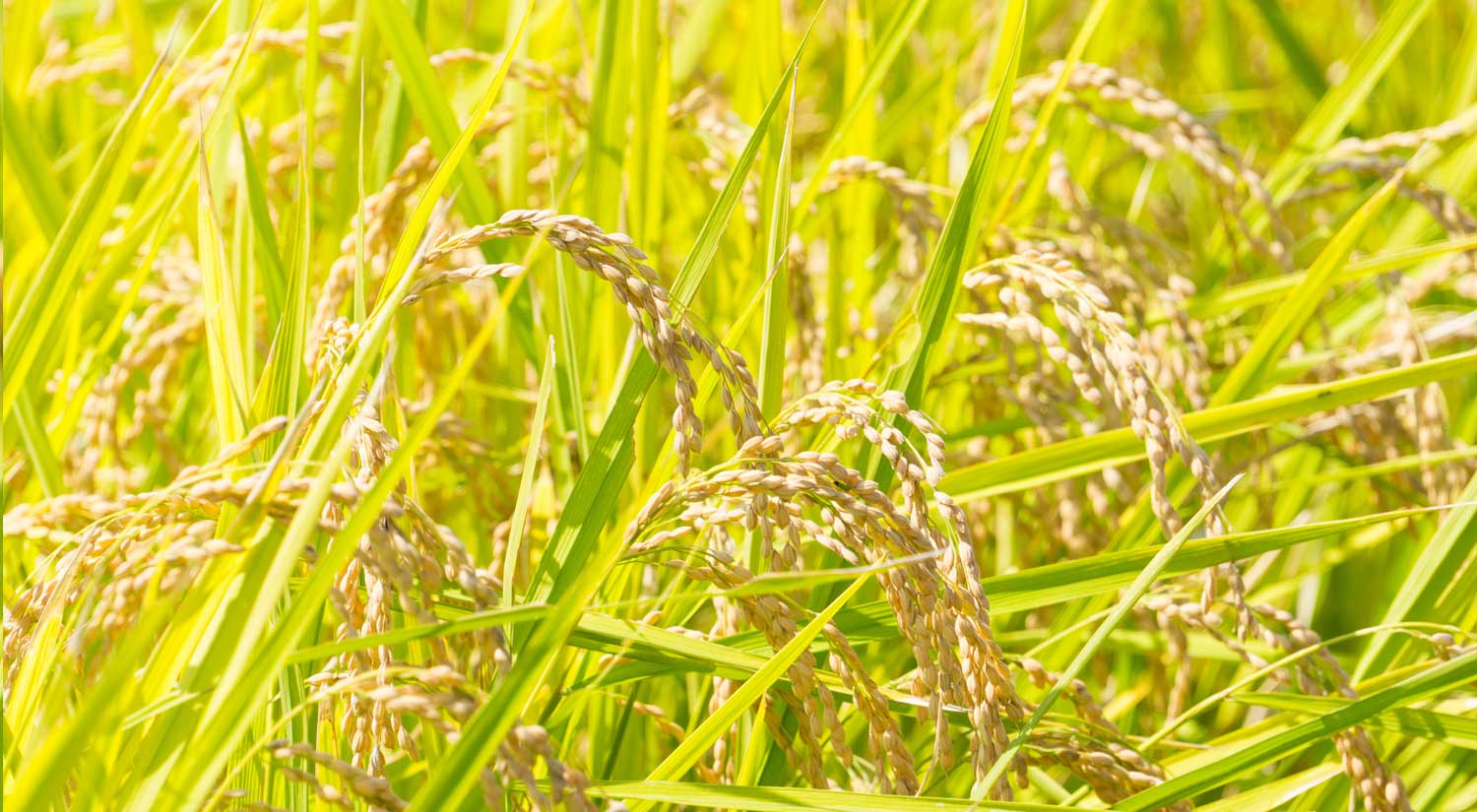 稲穂