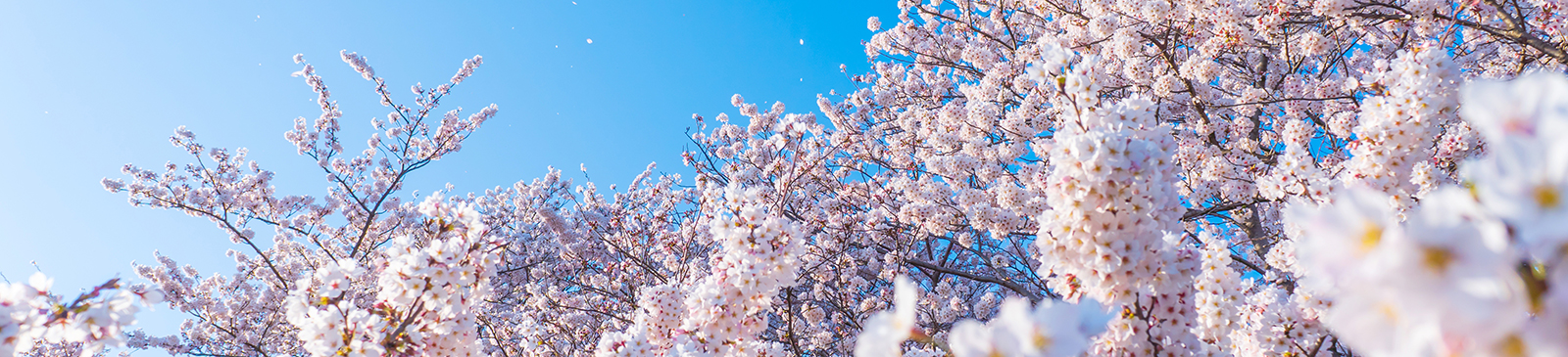 春待ち桜イメージ